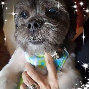 Meet your Posher, Patsy